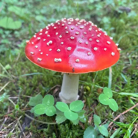 아파트 Nr 21 Haus Voglreiter *