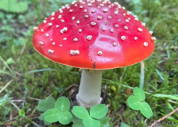 Apartment Nr 21 Haus Voglreiter